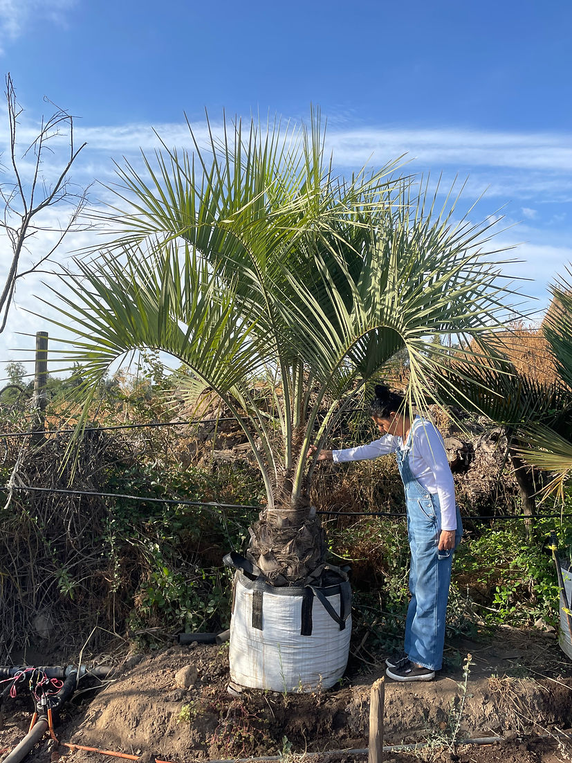 PALMERA BUTIA CAPITATA