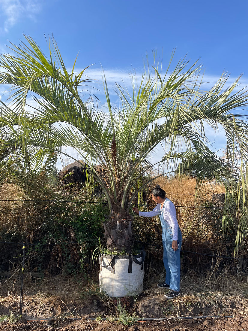 PALMERA BUTIA CAPITATA