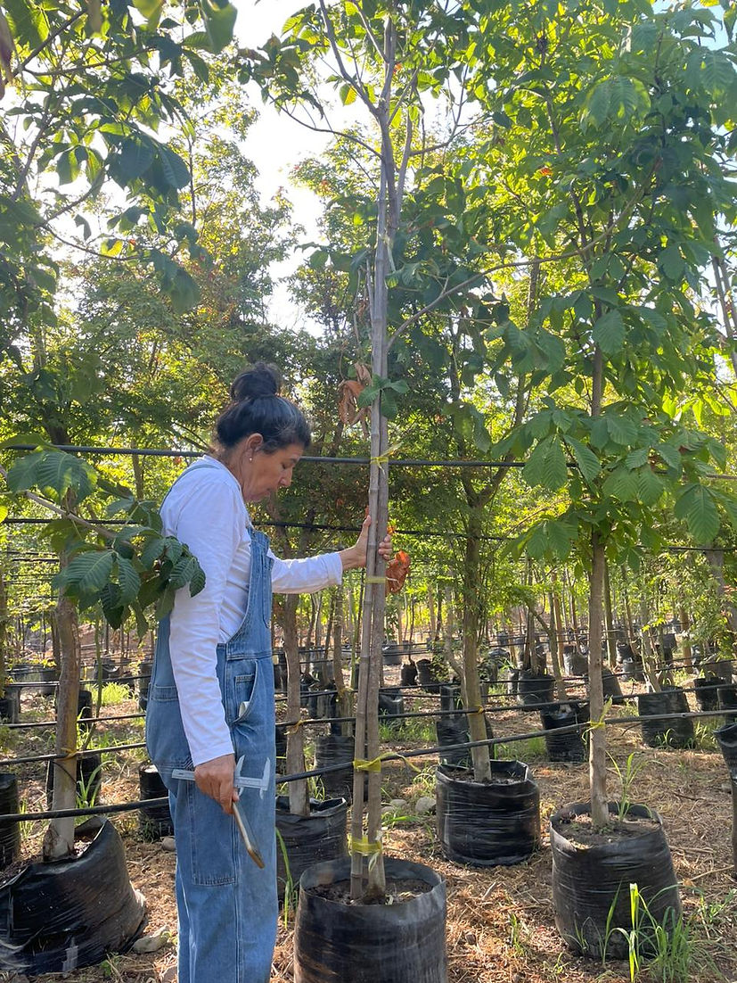 CASTAÑO DE LA INDIA