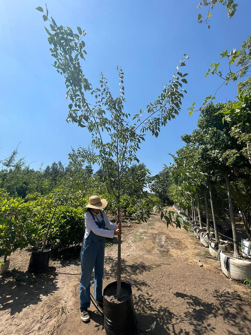 CELTIS AUSTRALIS