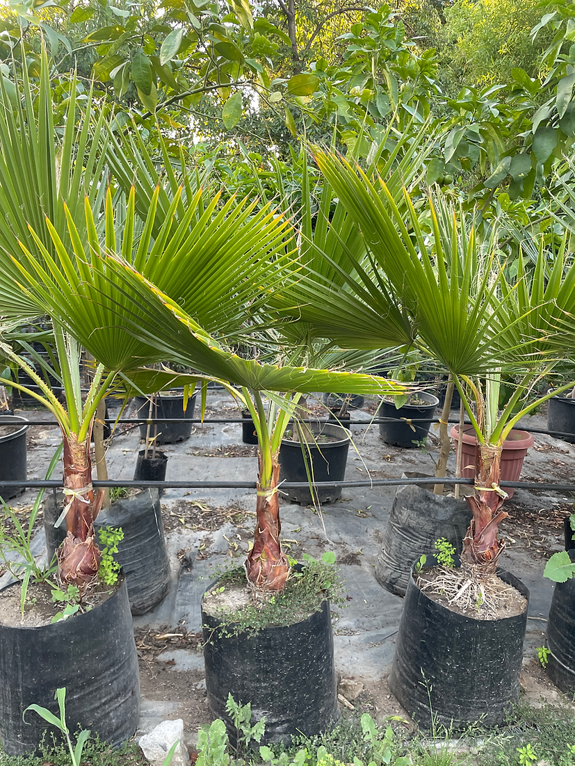 PALMERA WASHINGTONIA