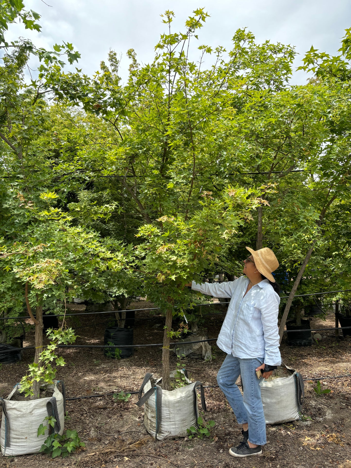 ACER CAMPESTRE