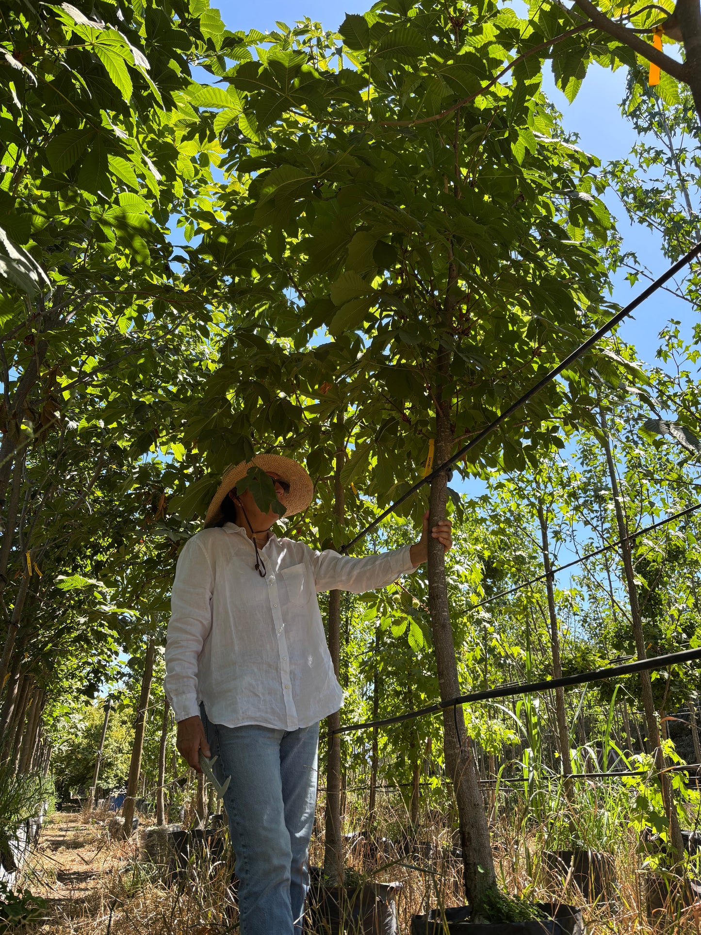 CASTAÑO DE LA INDIA