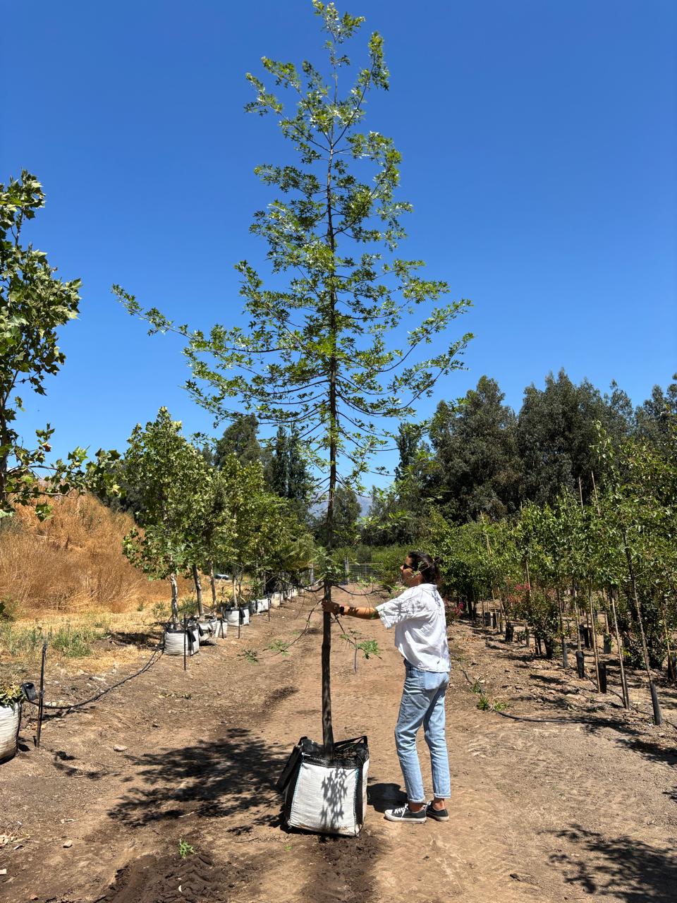 ROBLE ROJO DE LOS PANTANOS