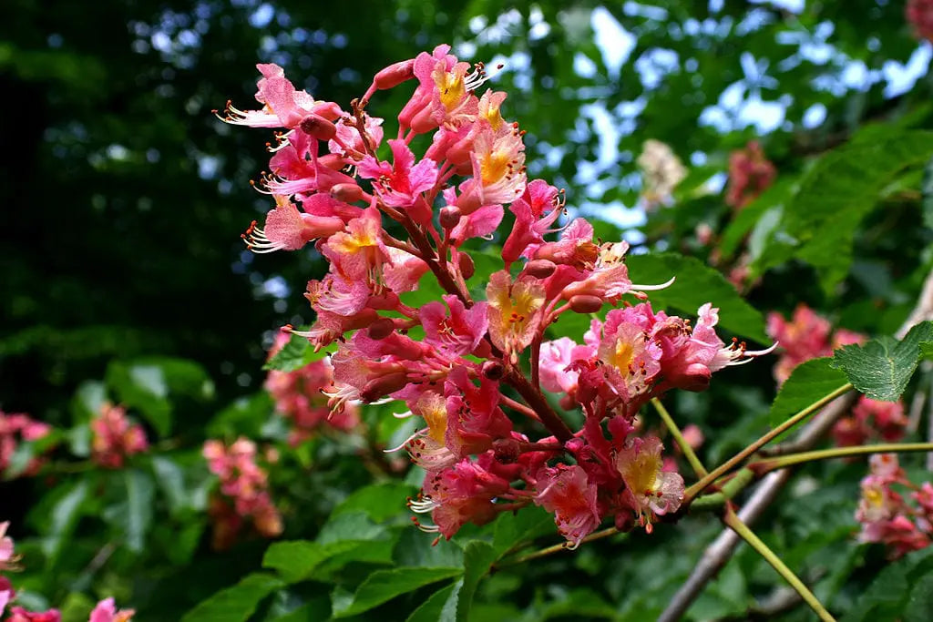 ÁRBOLES DE BONITA FLORACIÓN