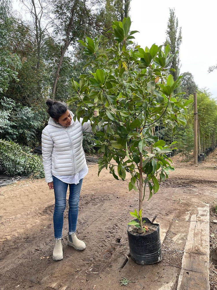 ARBOLES CON HOJA TODO EL AÑO