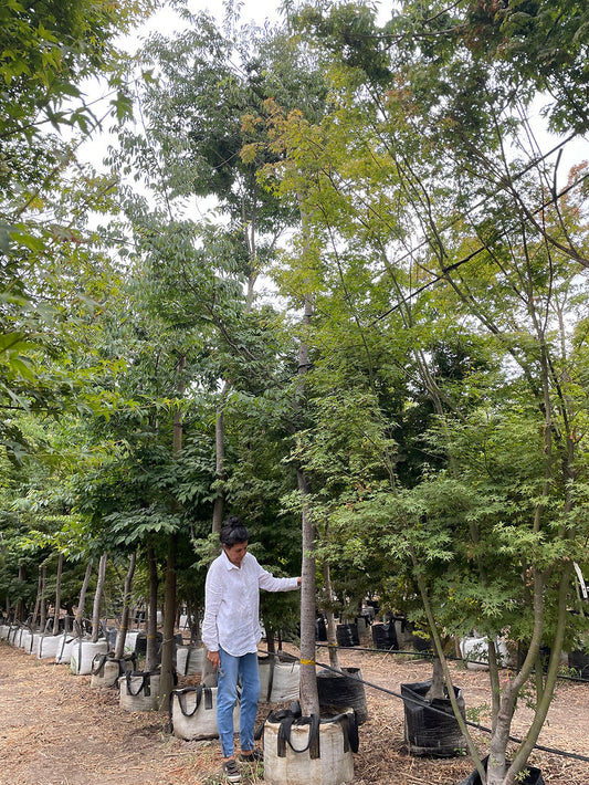 ZELKOVA SERRATA