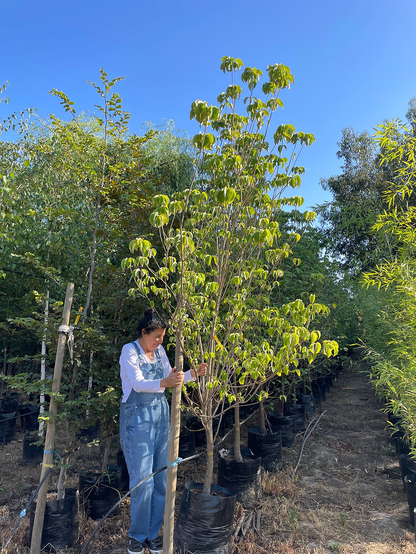 CORNUS FLORIDA