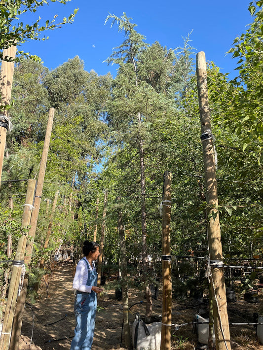 CEDRO DEL LIBANO