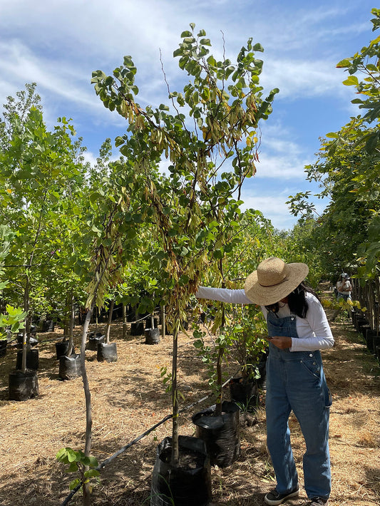 ARBOL DE JUDEA