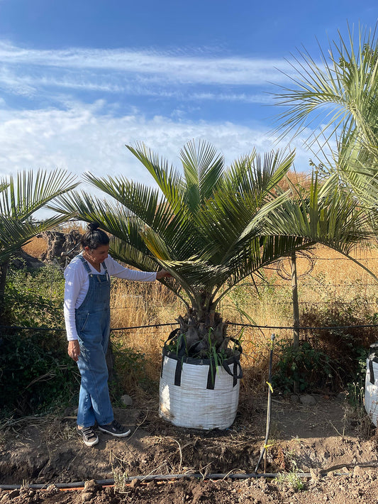 PALMERA CHILENA