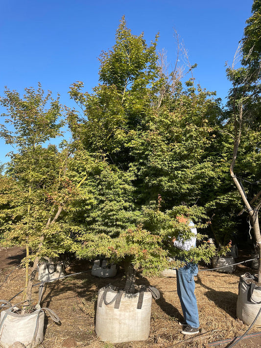 ACER JAPONICO