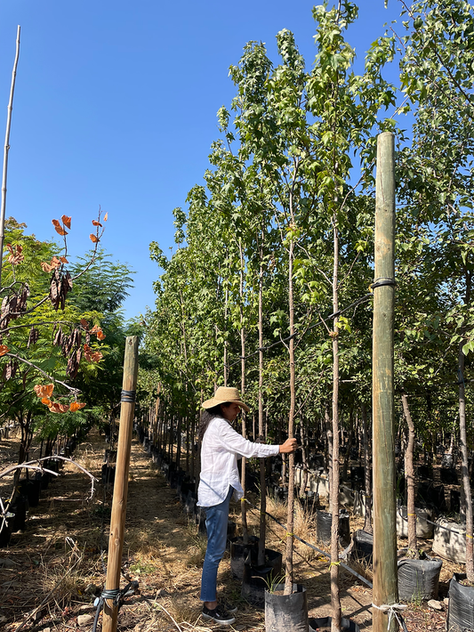 LIQUIDAMBAR