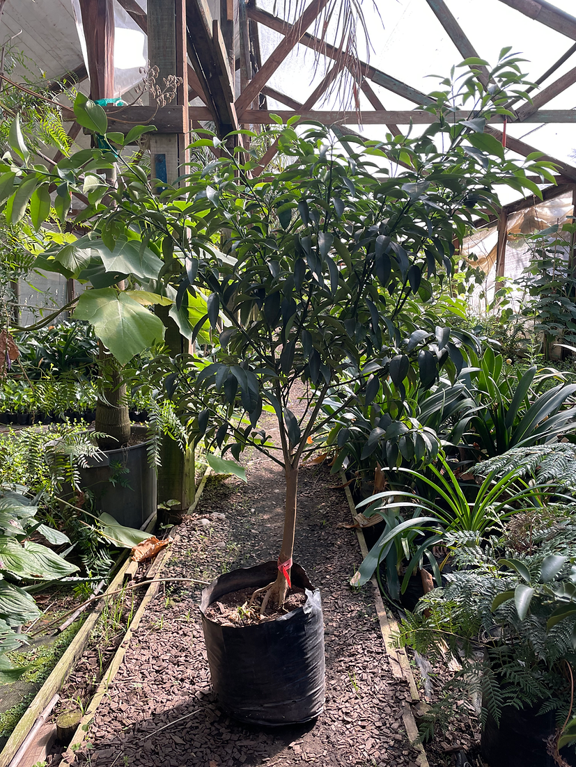 KUMQUAT