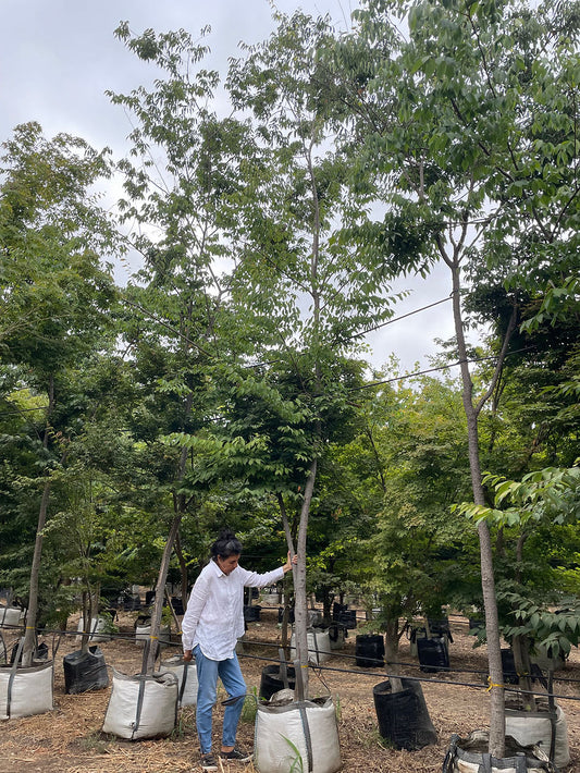 ZELKOVA SERRATA