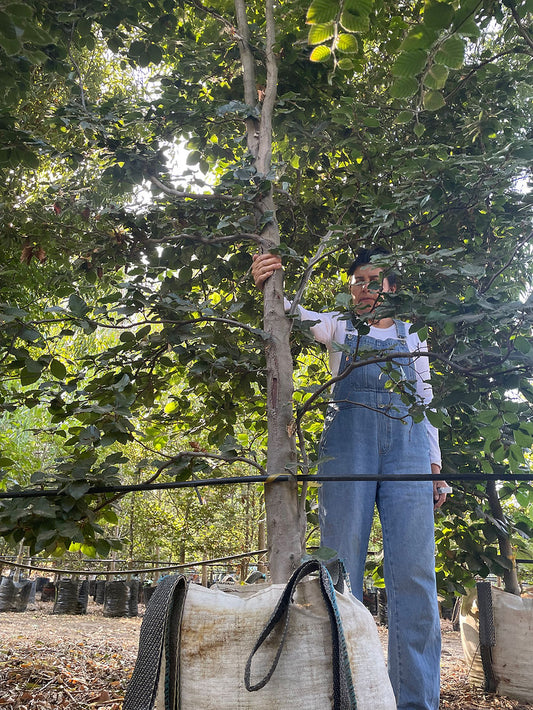HAYA VERDE