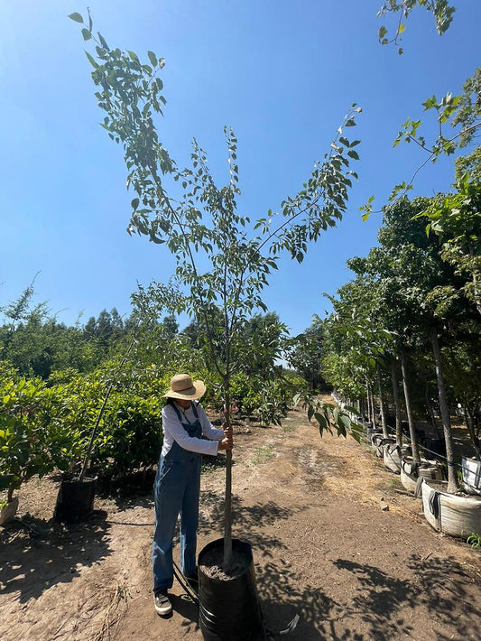 CELTIS AUSTRALIS