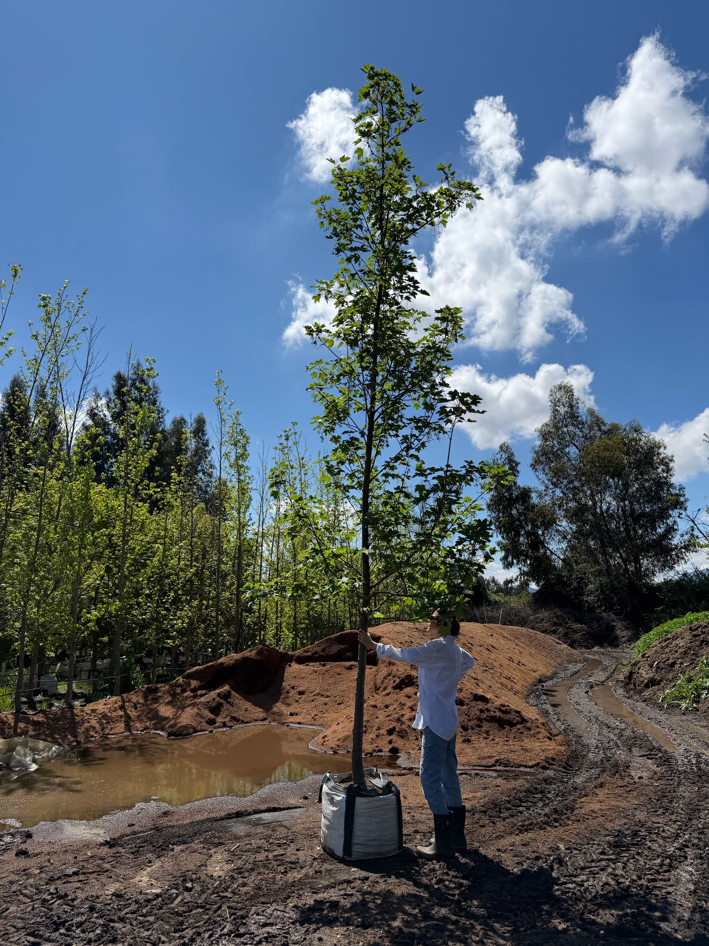 ACER PSEUDOPLATANO