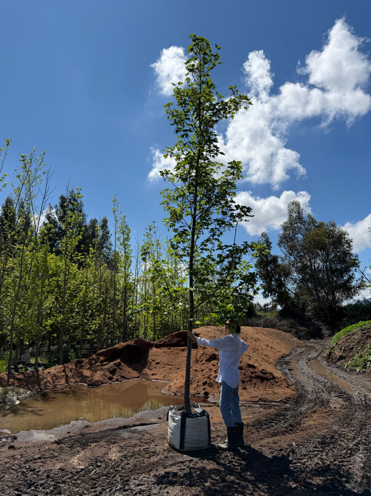 ACER PSEUDOPLATANO