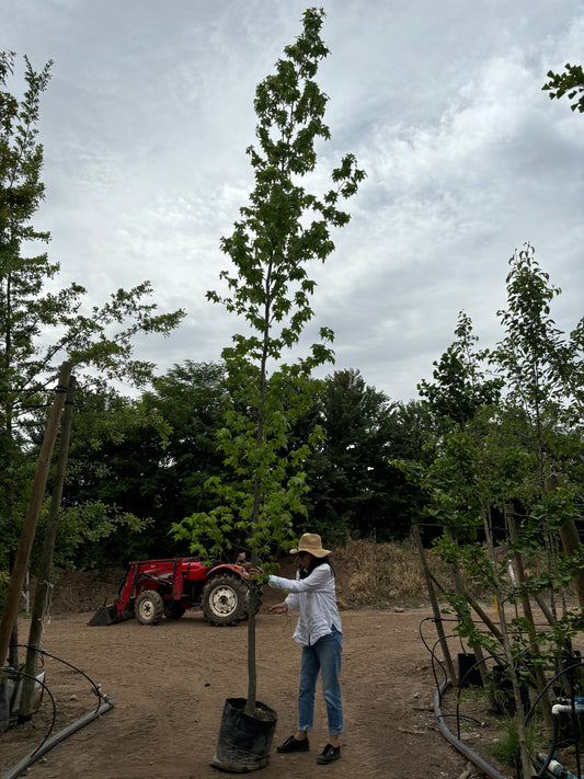 LIQUIDAMBAR