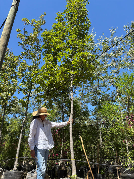 ACER PSEUDOPLATANO