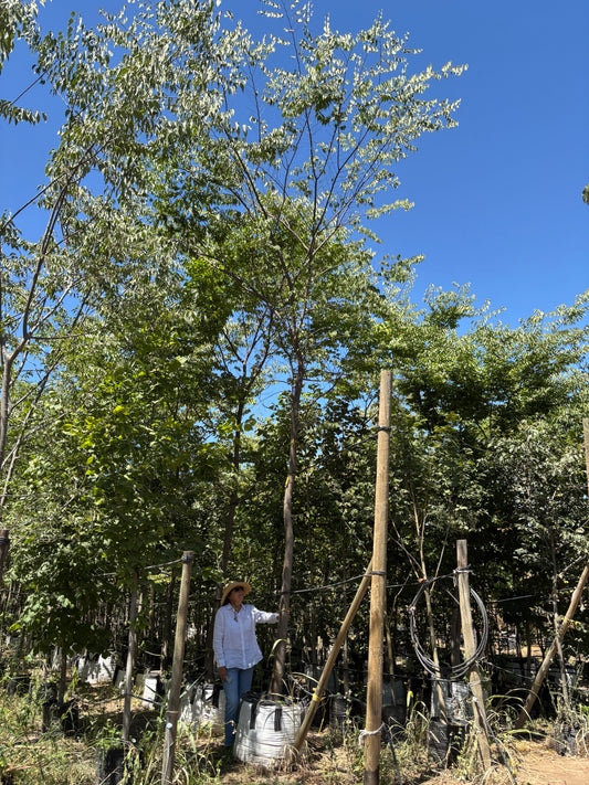 ZELKOVA SERRATA