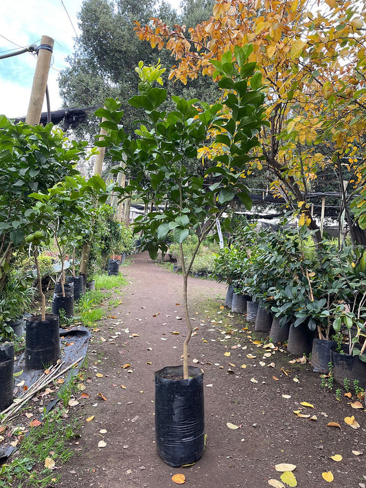 LIMON EUREKA FROST