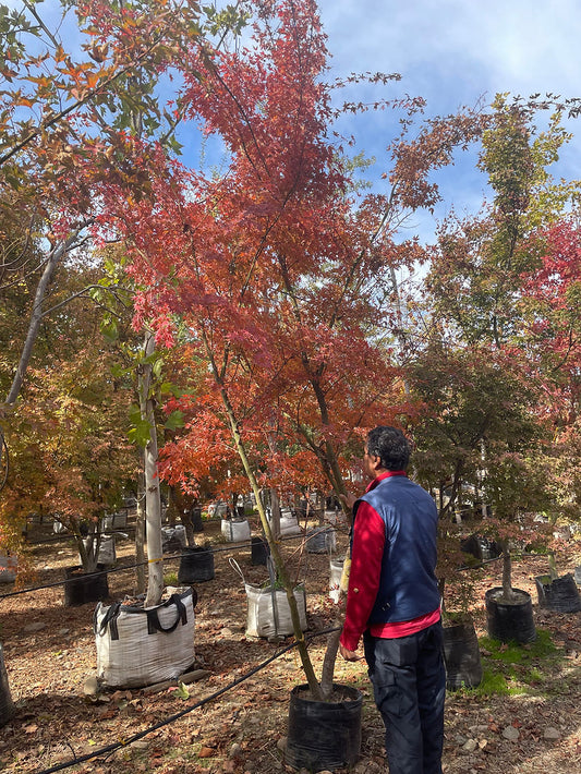 ACER JAPONICO