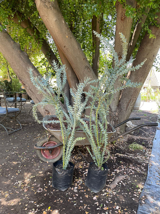 ACACIA CULTRIFORMIS