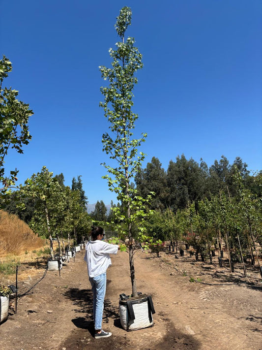 LIQUIDAMBAR