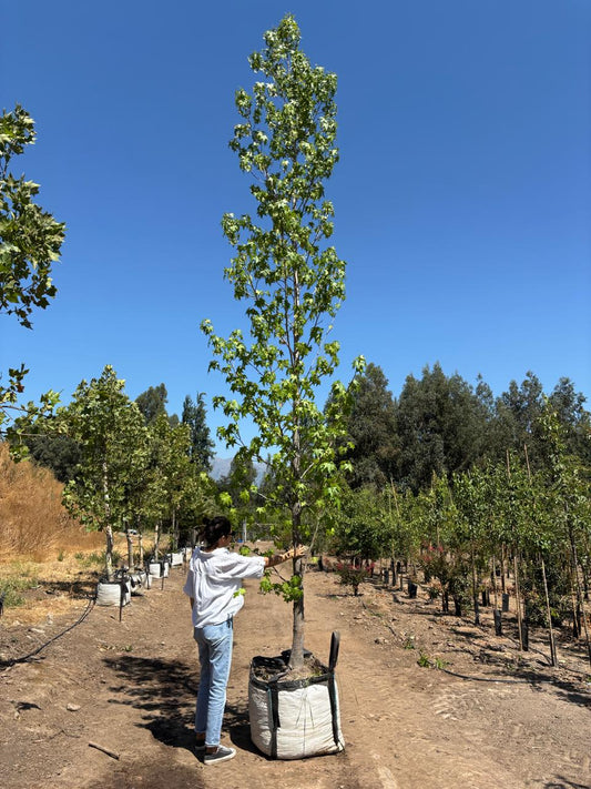 LIQUIDAMBAR