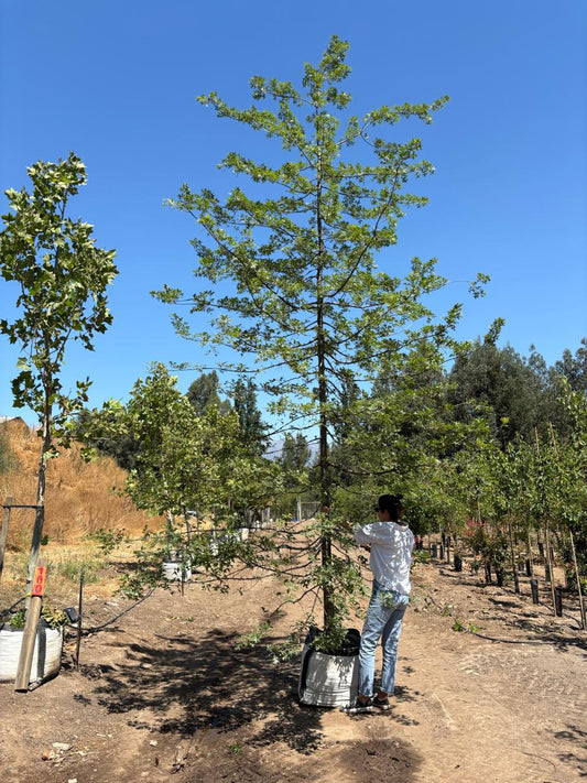 ROBLE ROJO DE LOS PANTANOS
