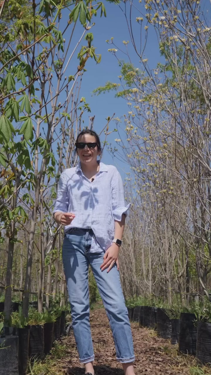 Cargar video: 